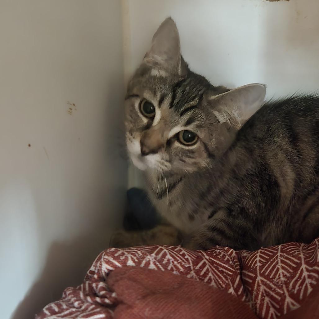 Enlarge Luke, a Adoptable Domestic Short Hair in Salisbury, MA image 3/3