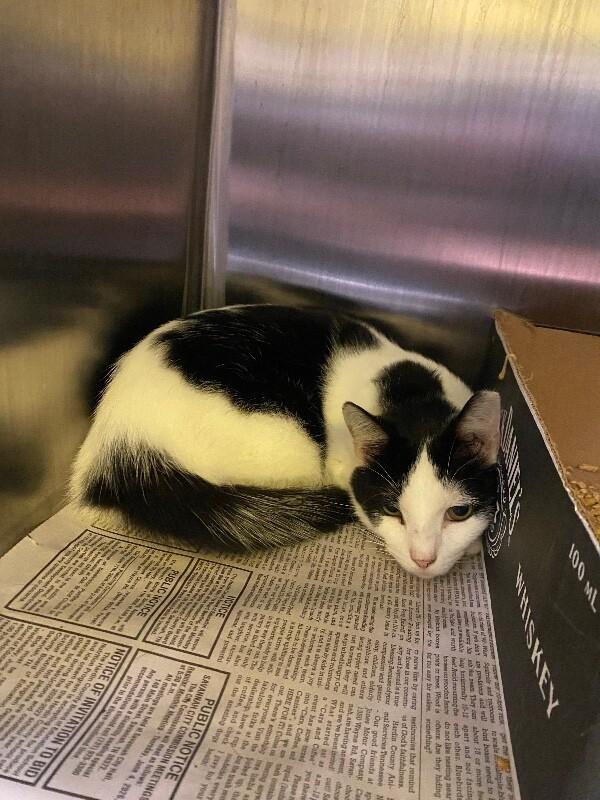 Buttermilk, Adoptable, Adult Male Domestic Short Hair.
