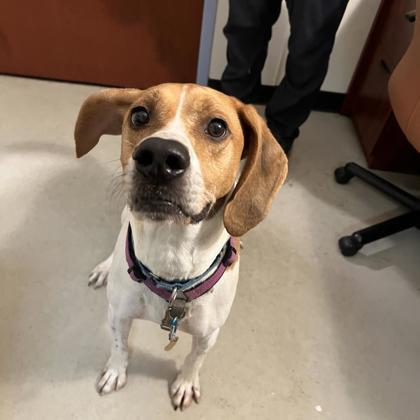 Stanley, Adoptable, Adult Male Hound & Mixed Breed.