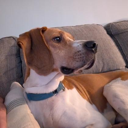 Enlarge Stanley, a Adoptable mixed breed in Richmond, VA image 2/3