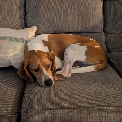 Enlarge Stanley, a Adoptable mixed breed in Richmond, VA image 3/3