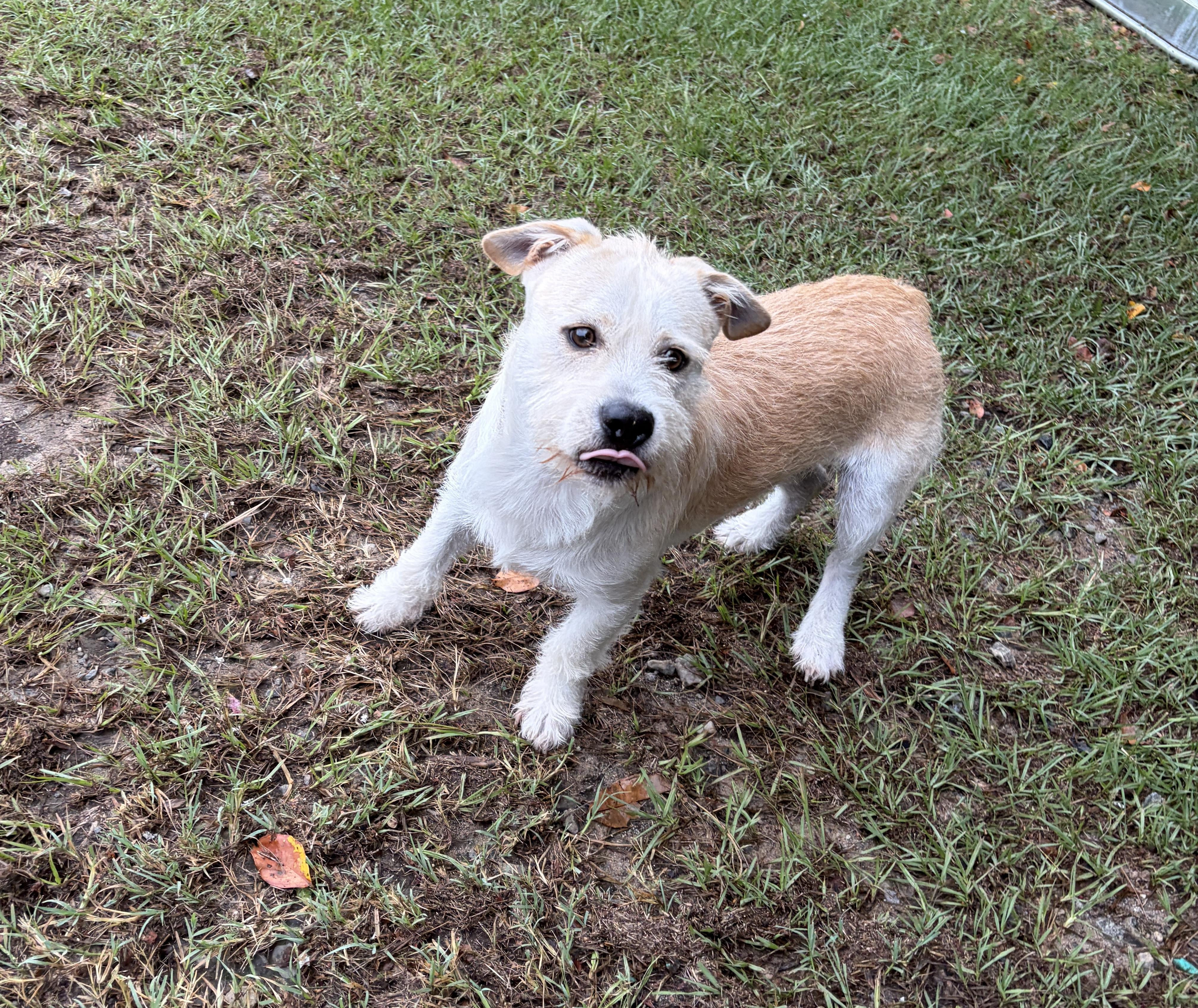 Bennett, Adoptable, Young Male Pembroke Welsh Corgi & Terrier.