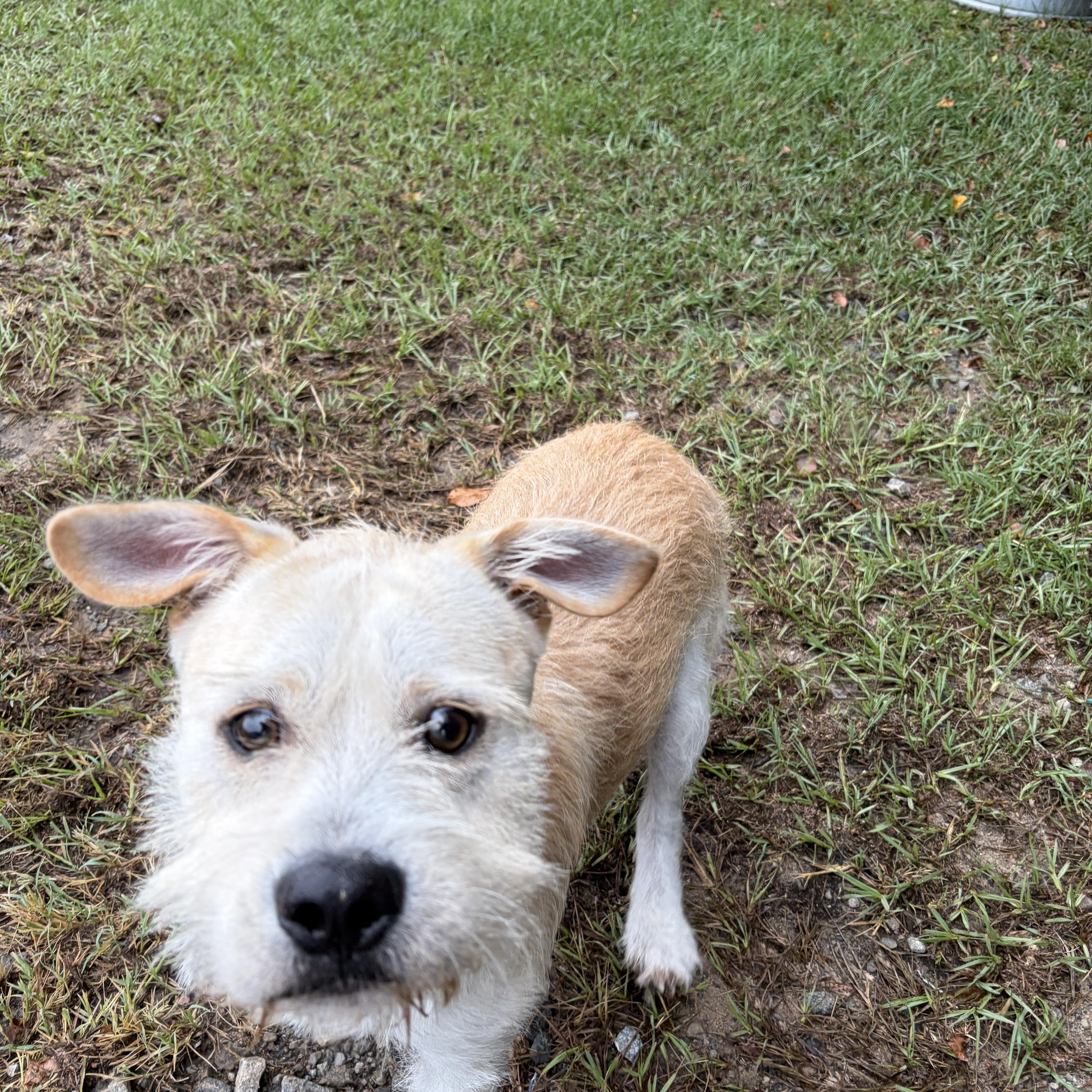 Enlarge Bennett, a Adoptable mixed breed in Perry, GA image 2/4