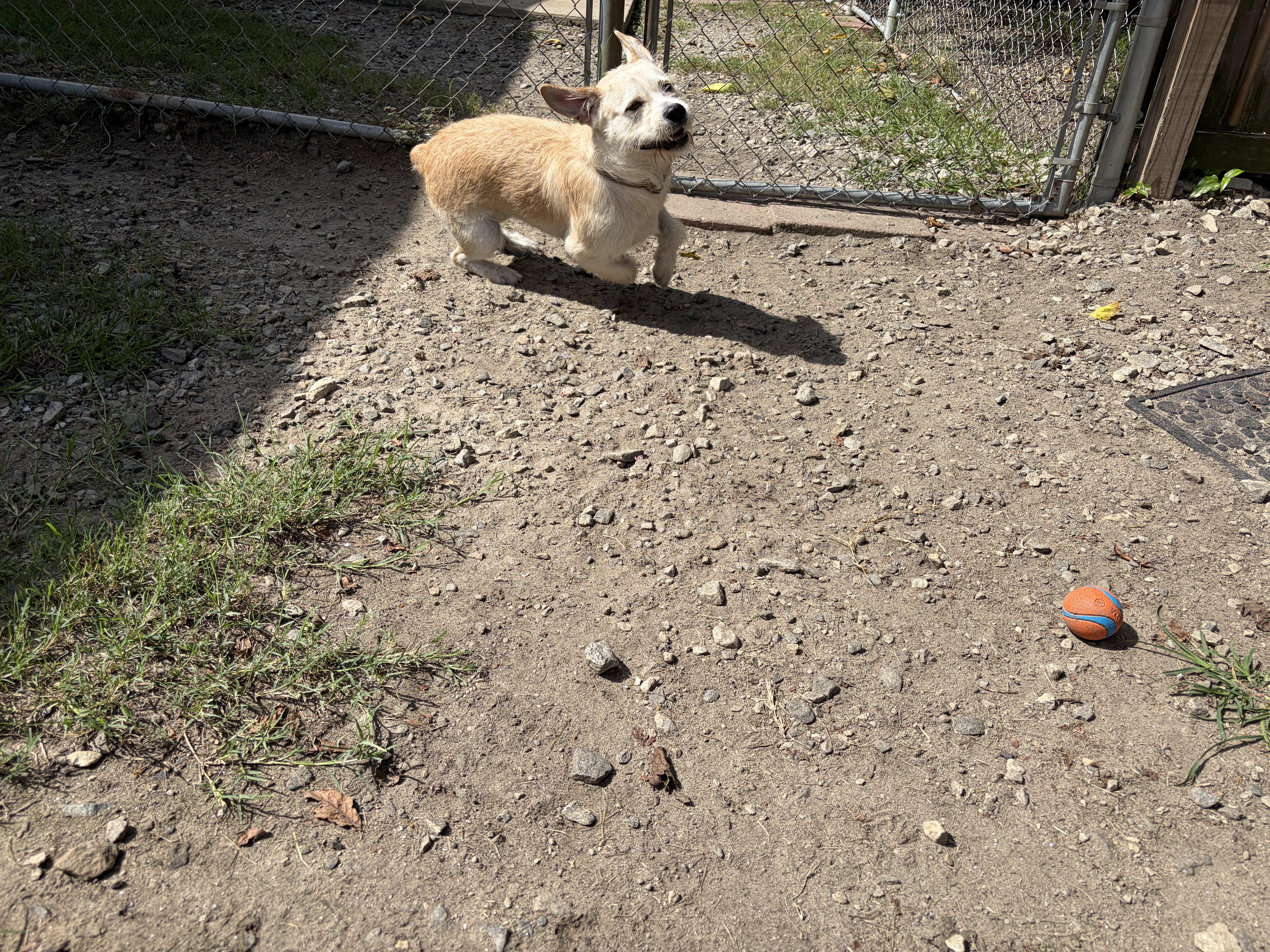 Enlarge Bennett, a Adoptable mixed breed in Perry, GA image 4/4