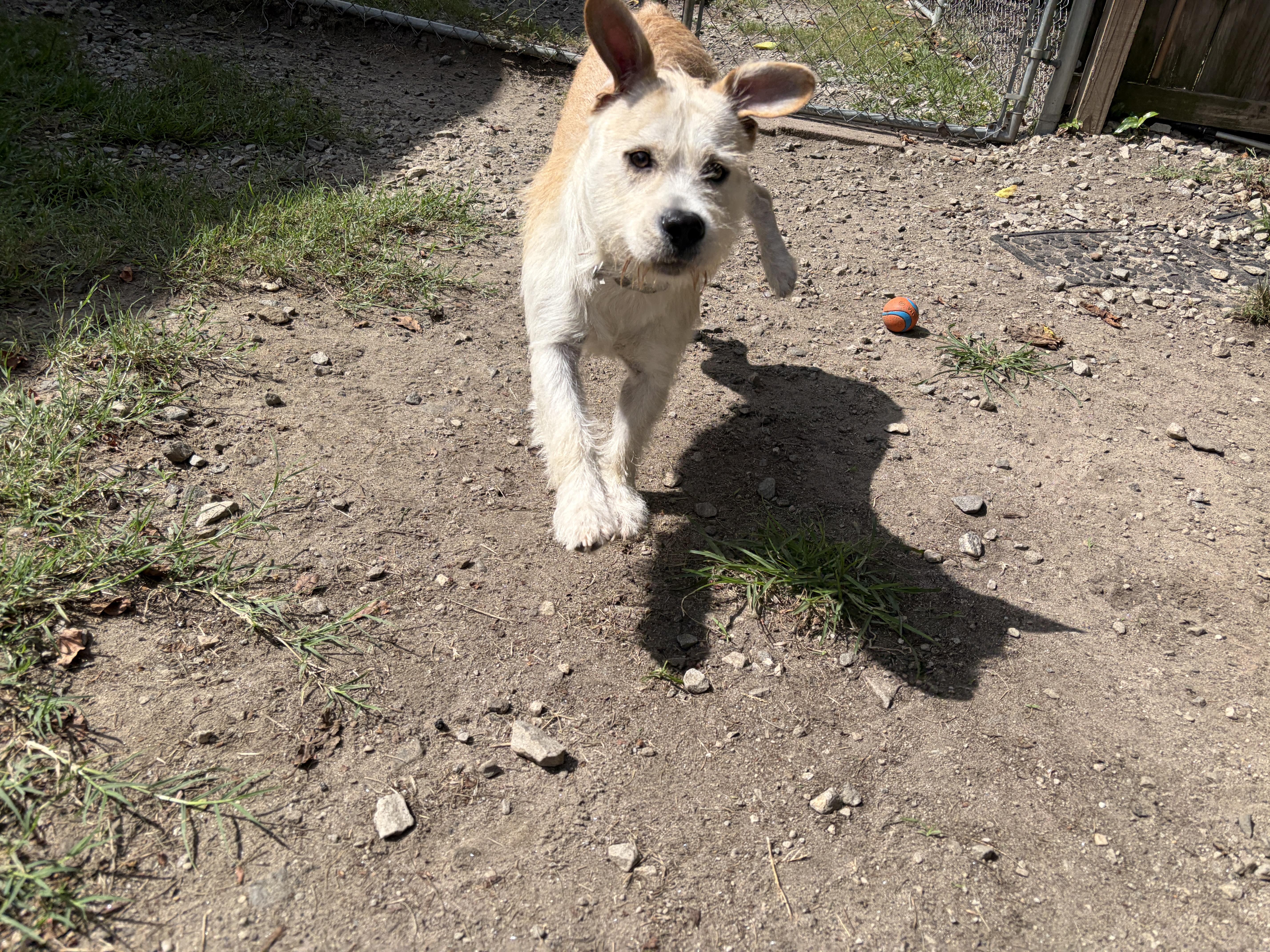 Enlarge Bennett, a Adoptable mixed breed in Perry, GA image 3/4