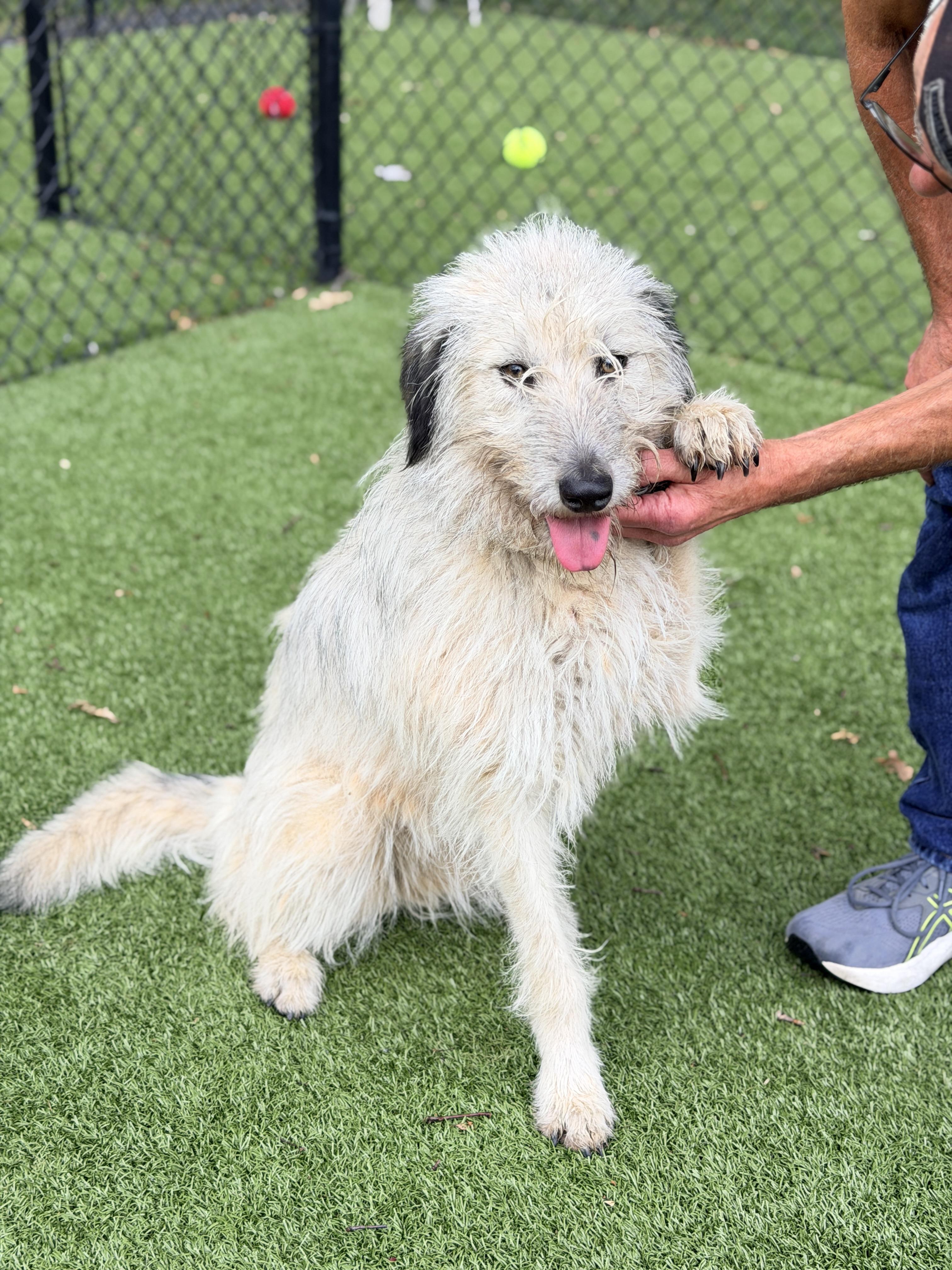 Enlarge Honey, a Adoptable mixed breed in Lewisville, NC image 1/4