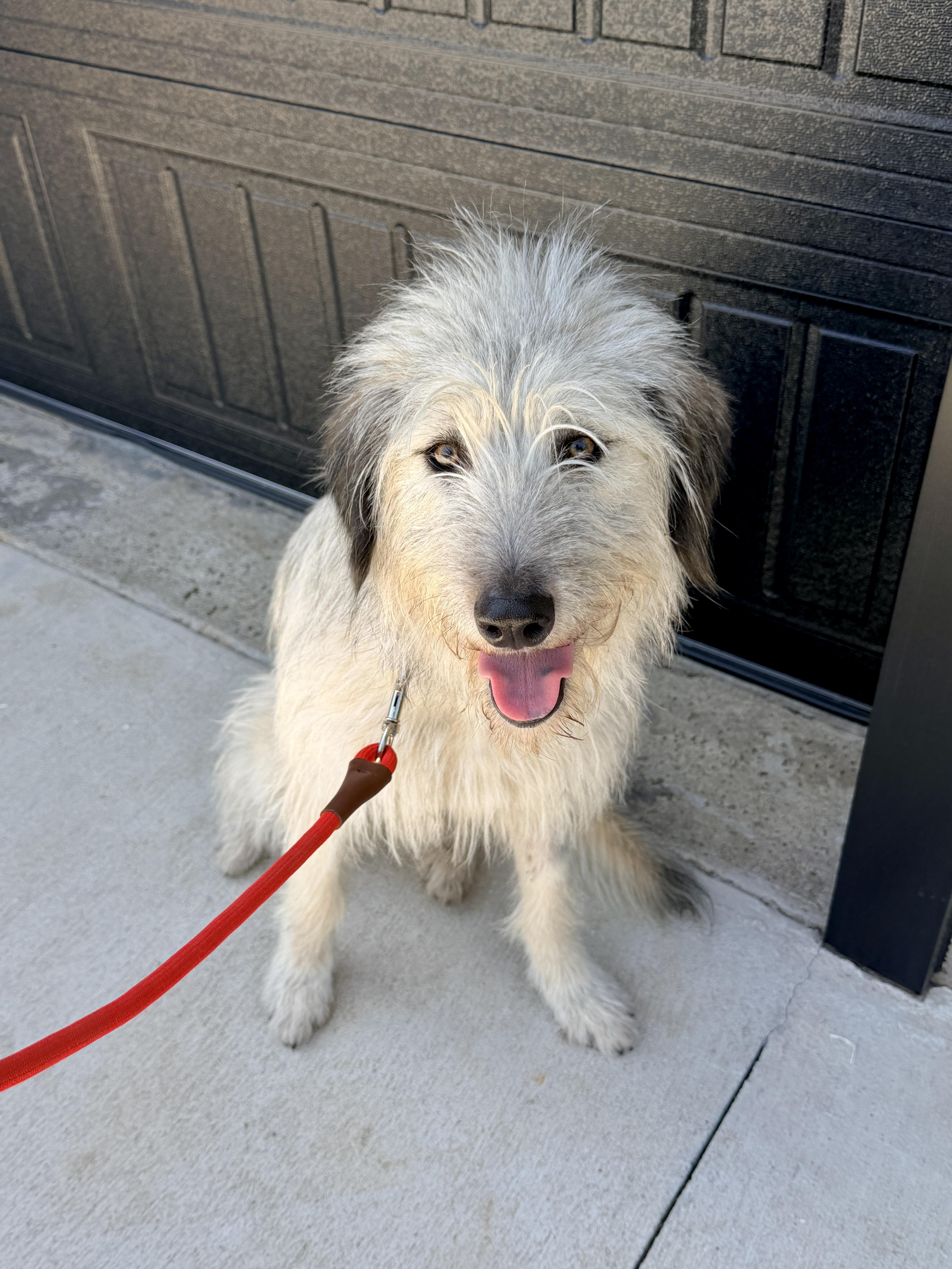 Enlarge Honey, a Adoptable mixed breed in Lewisville, NC image 2/4