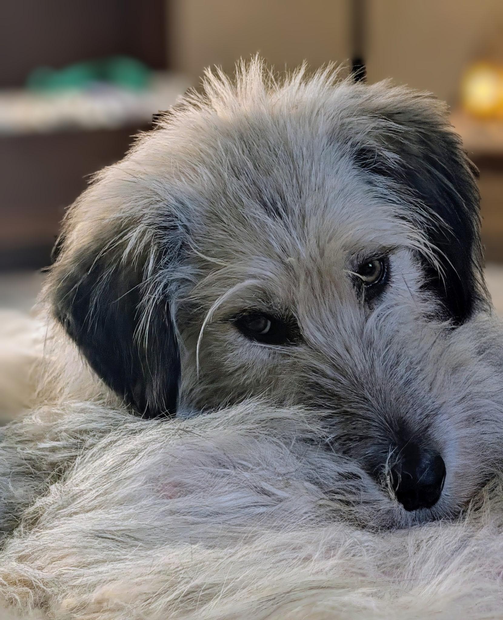 Enlarge Honey, a Adoptable mixed breed in Lewisville, NC image 3/4