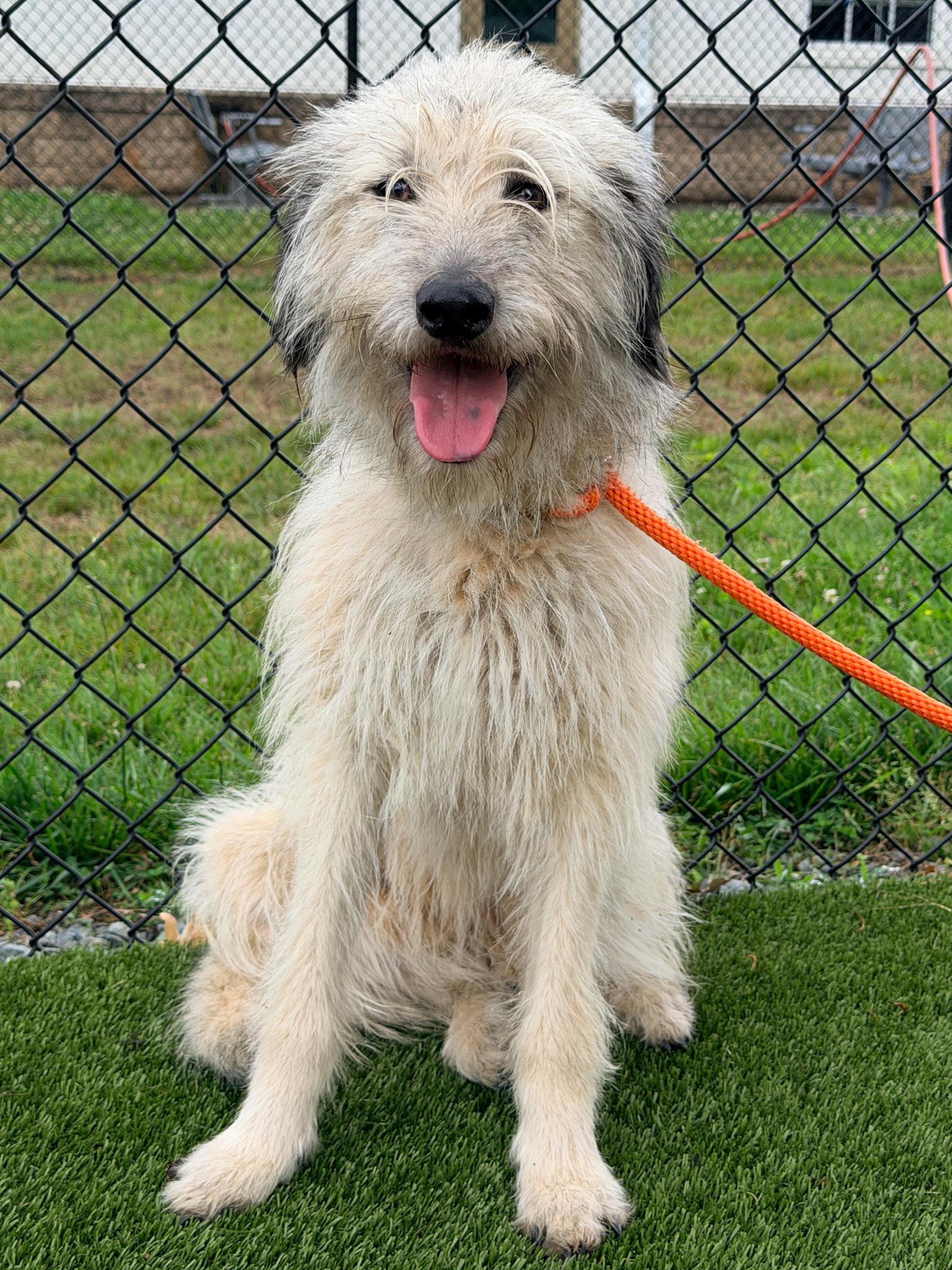 Enlarge Honey, a Adoptable mixed breed in Lewisville, NC image 4/4
