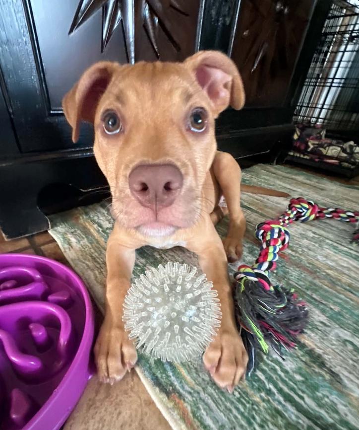 Aster ADOPTION PENDING, Adoptable, Puppy Female Pit Bull Terrier.