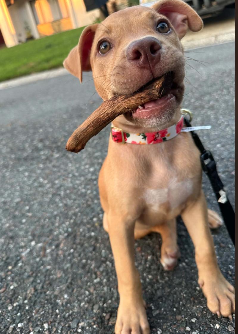 Enlarge Aster ADOPTION PENDING, a Adoptable Pit Bull Terrier in Osteen, FL image 2/3