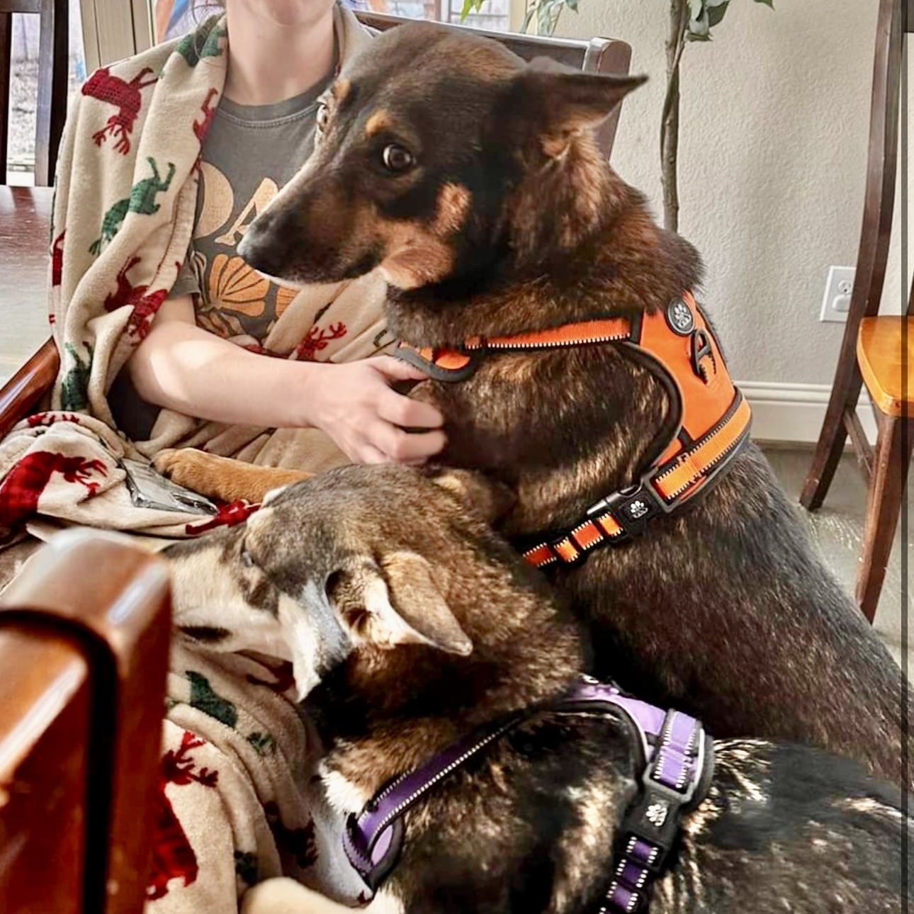 Dog for adoption Luna Olivia, a Shepherd Mix in Erie, PA Petfinder
