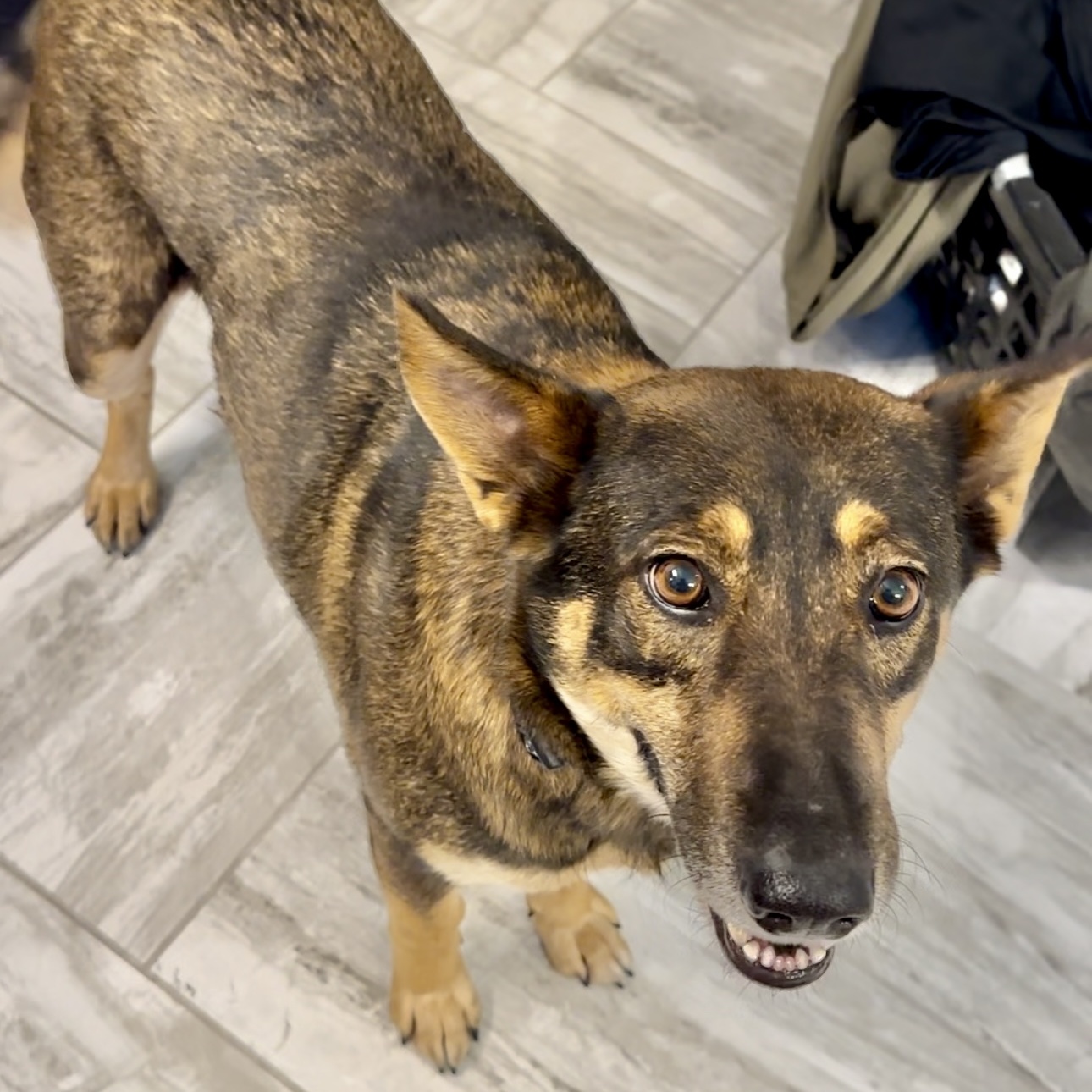 Dog for adoption Luna Olivia, a Shepherd Mix in Erie, PA Petfinder