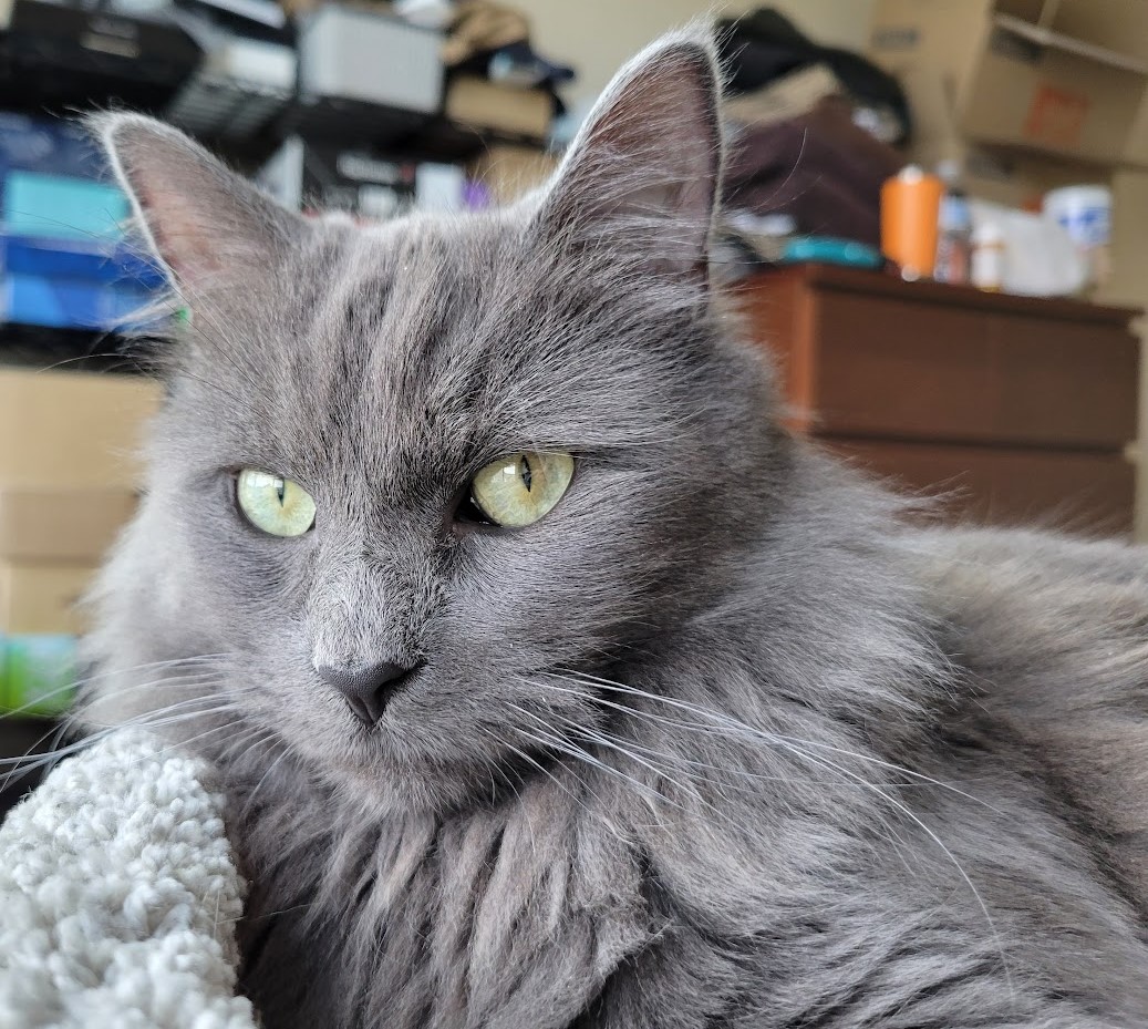 Finn