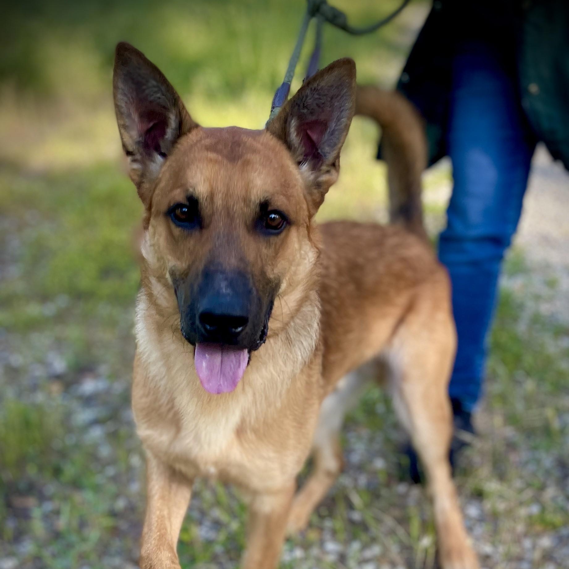 Enlarge Theo, a ADOPTABLE Belgian Shepherd / Malinois in San Andreas, CA image 1/5