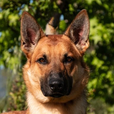 Enlarge Theo, a ADOPTABLE Belgian Shepherd / Malinois in San Andreas, CA image 3/5