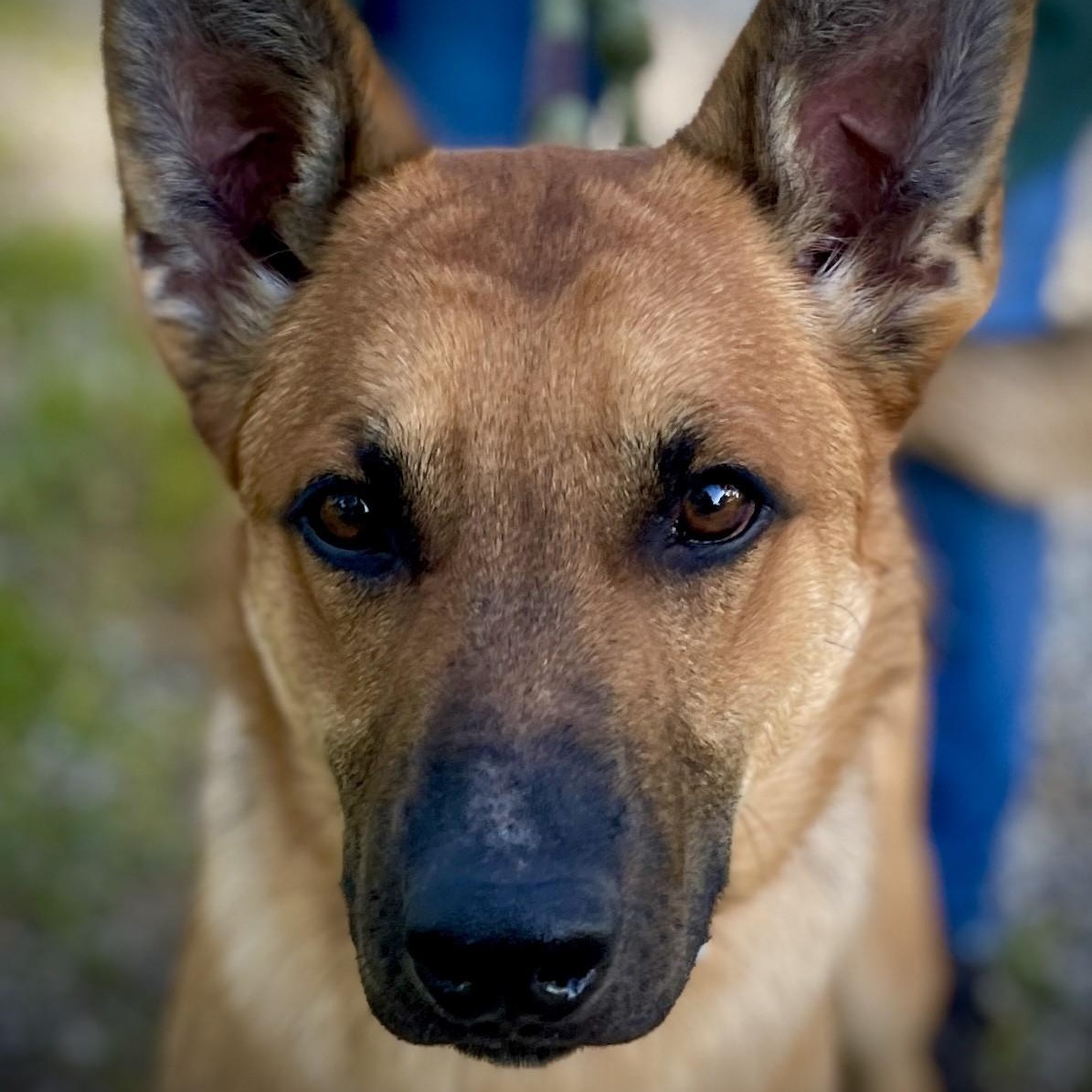 Enlarge Theo, a ADOPTABLE Belgian Shepherd / Malinois in San Andreas, CA image 4/5