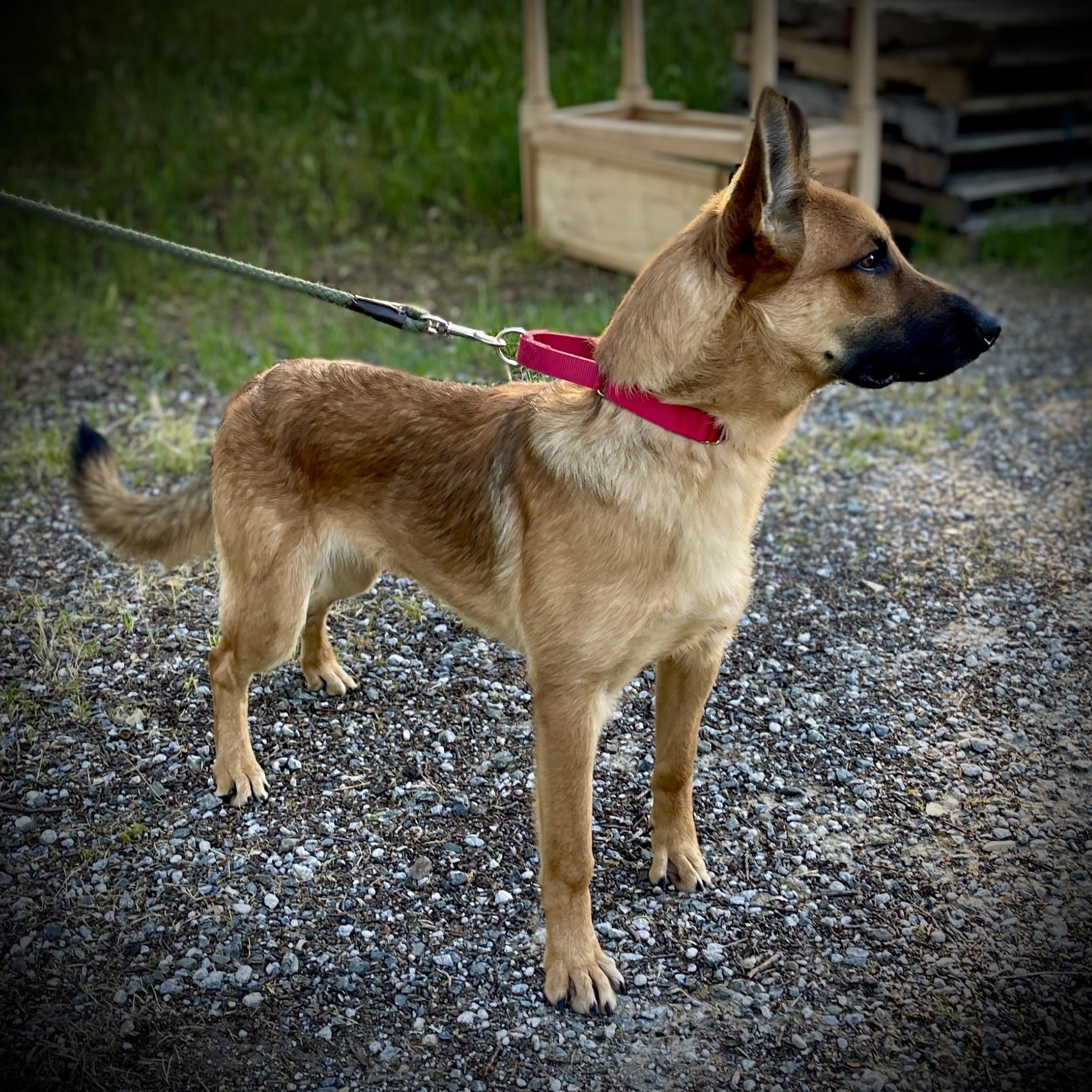 Enlarge Theo, a ADOPTABLE Belgian Shepherd / Malinois in San Andreas, CA image 2/5