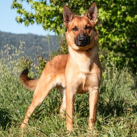 Enlarge Theo, a ADOPTABLE Belgian Shepherd / Malinois in San Andreas, CA image 5/5