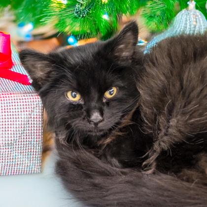 Enlarge Lex Luther, a Adoptable mixed breed in Camano Island, WA image 1/1