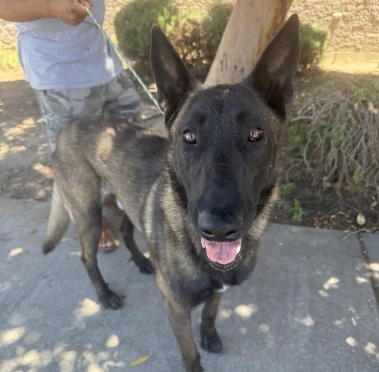 Enlarge Wylie, a Adopted Belgian Shepherd / Malinois in Agua Dulce, CA image 1/1