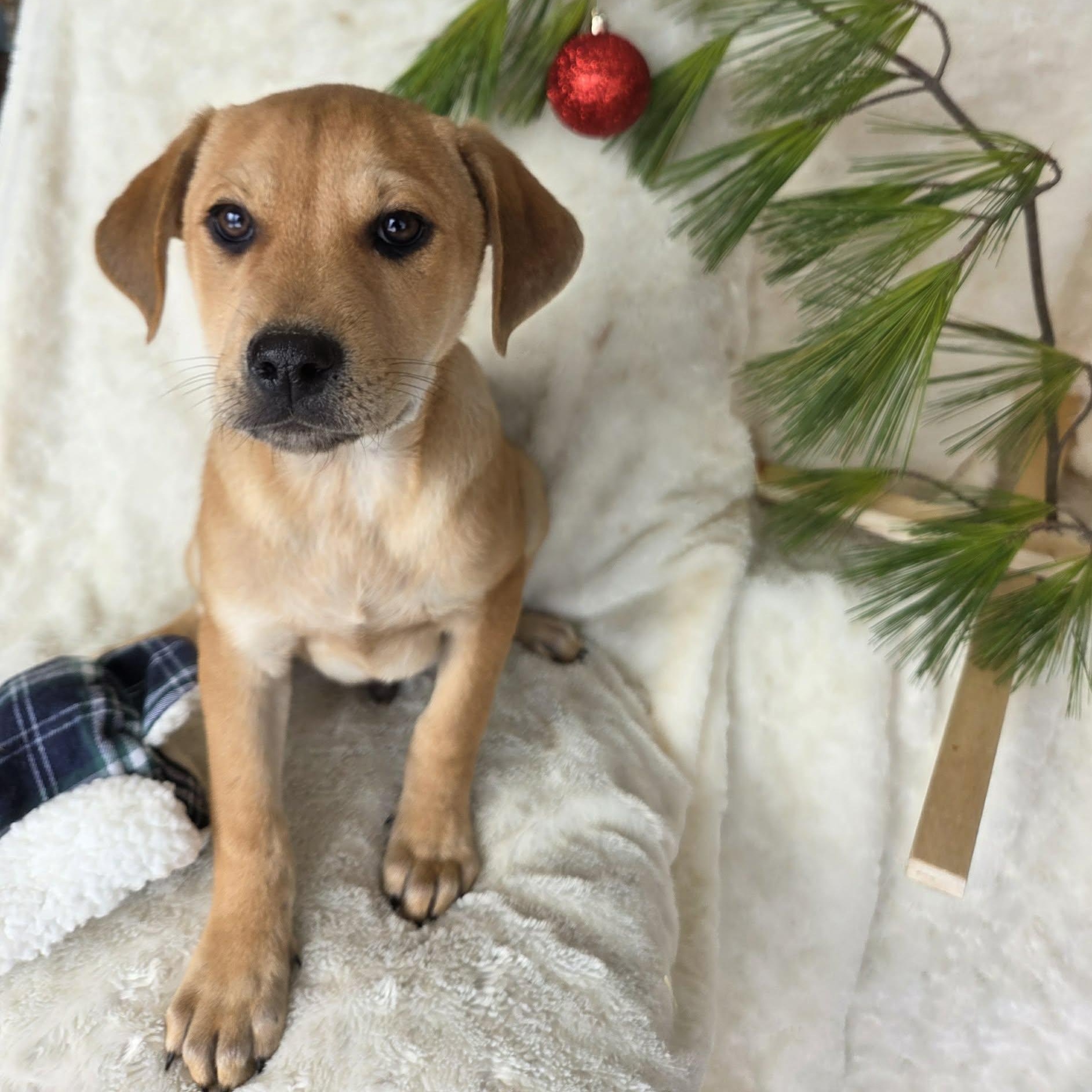 Charlie, adoptable, Puppy Male Terrier.