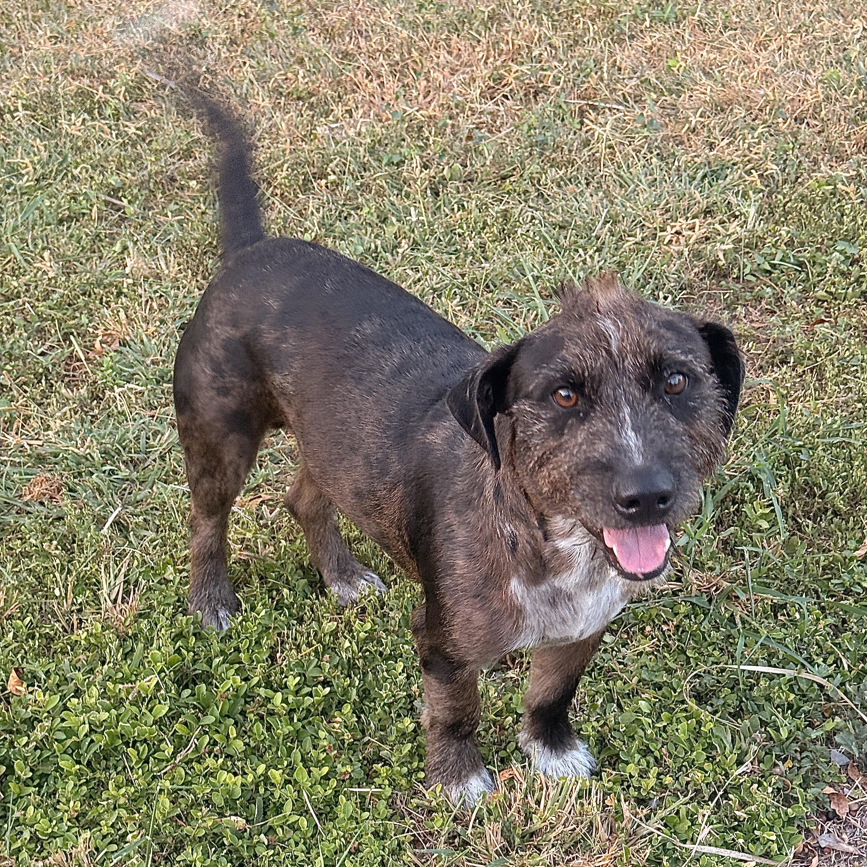 Buddy, adopted, Young Male Wirehaired Terrier.