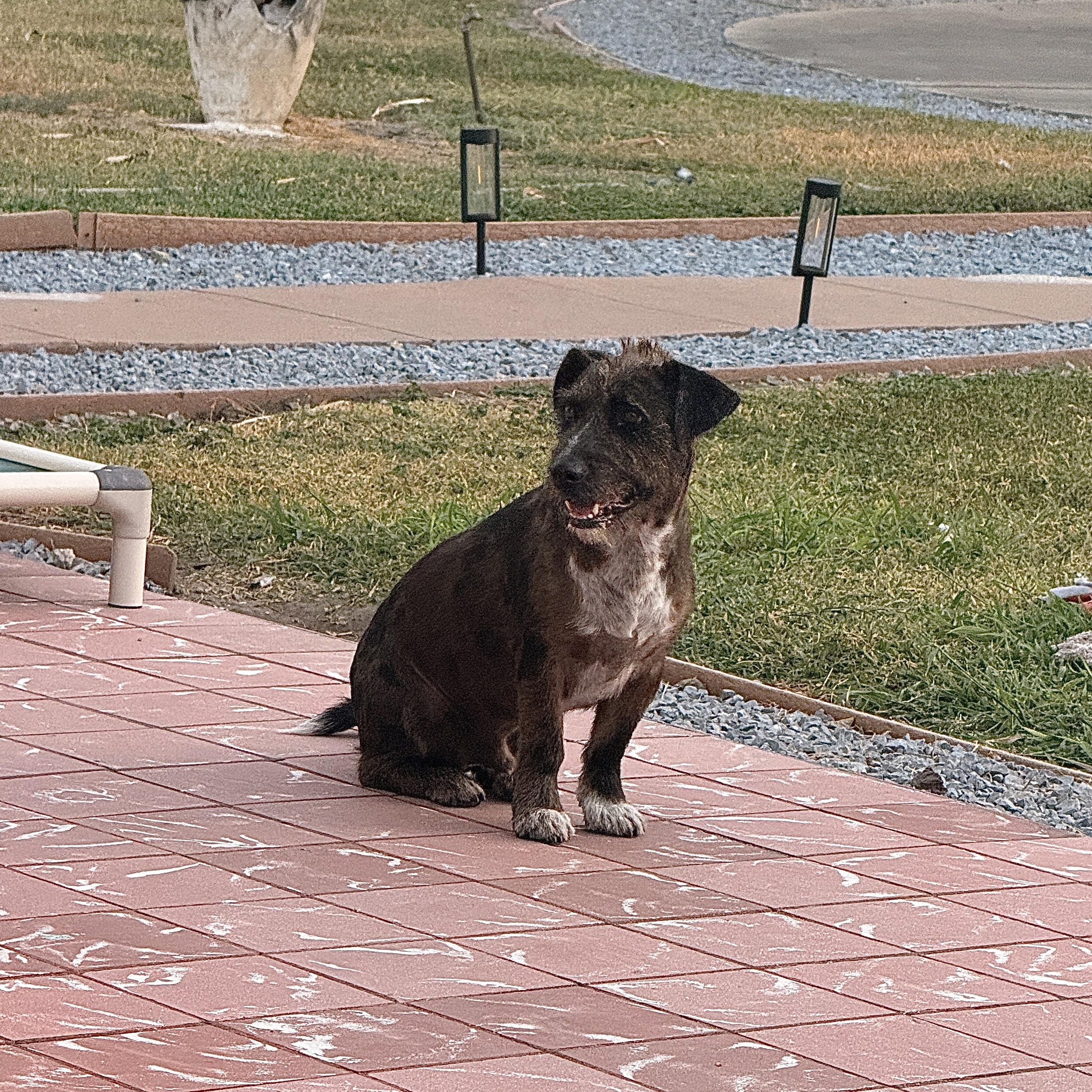 Enlarge Buddy, an adopted mixed breed in Grand Haven, MI image 3/5