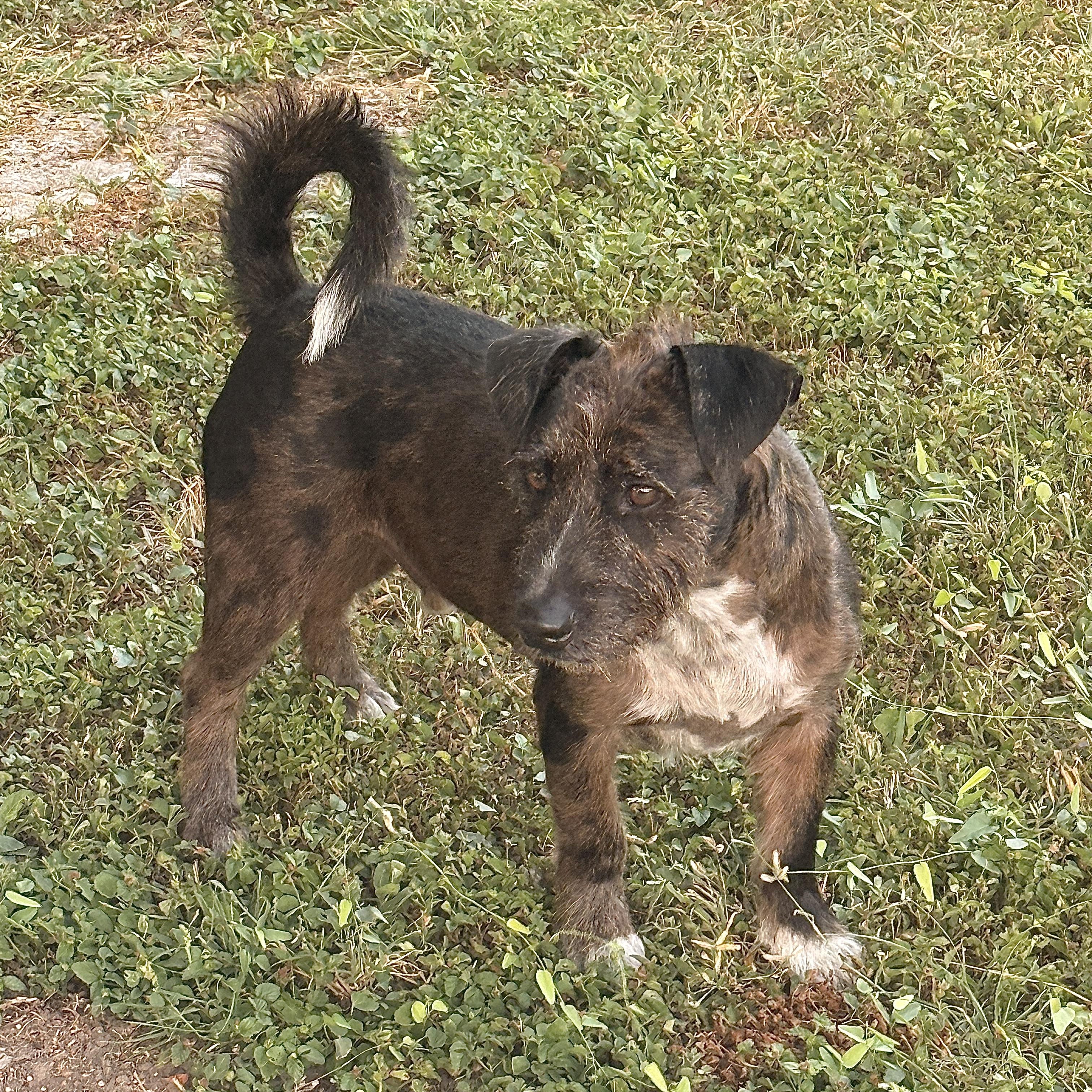 Enlarge Buddy, an adopted mixed breed in Grand Haven, MI image 2/5