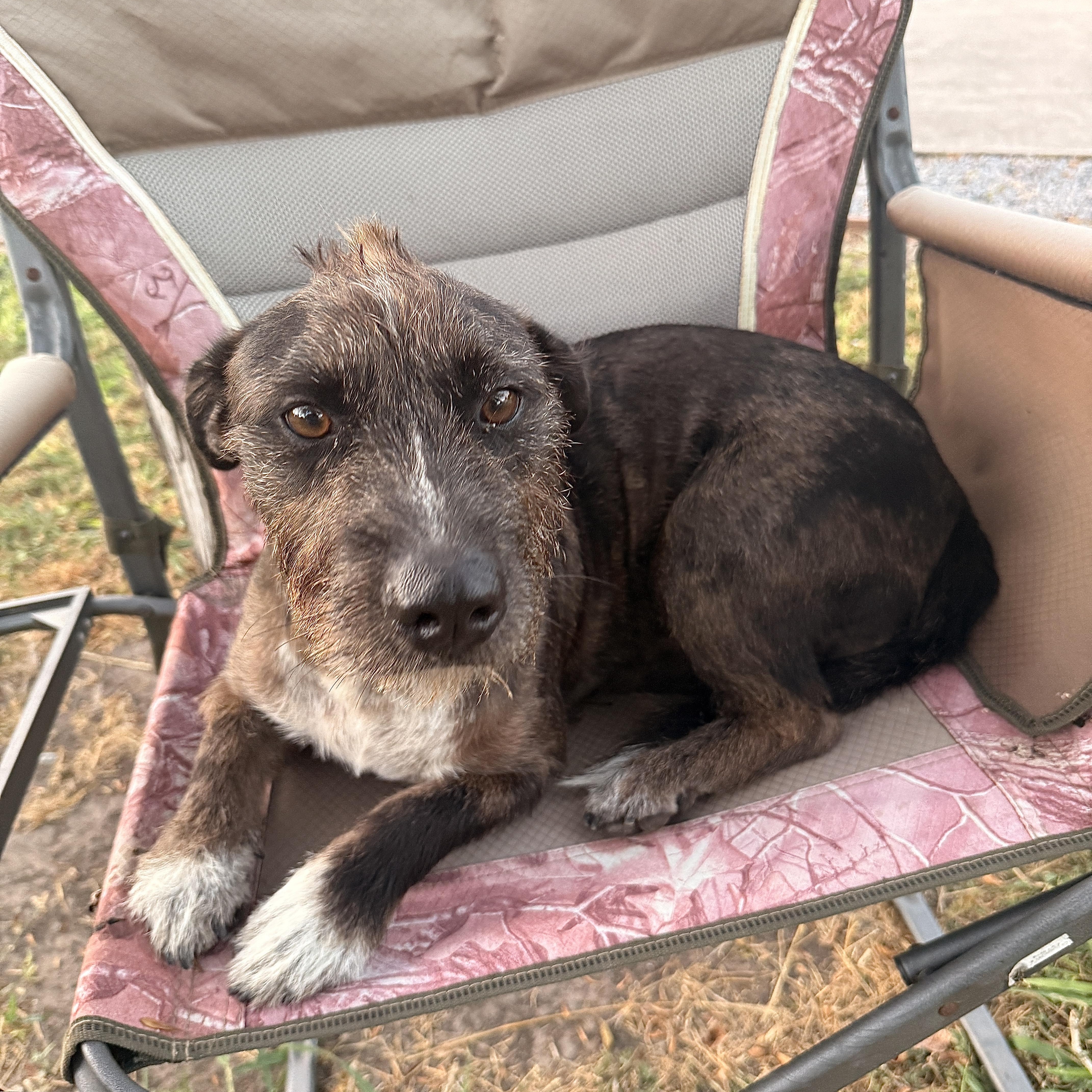 Enlarge Buddy, an adopted mixed breed in Grand Haven, MI image 5/5