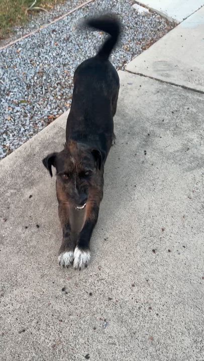 Enlarge Buddy, an adopted mixed breed in Grand Haven, MI video 4/5