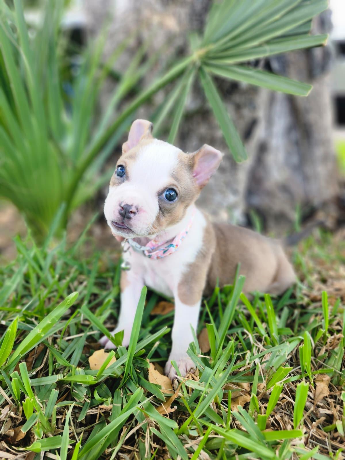 Toffee, Adoptable, Puppy Female American Bully.