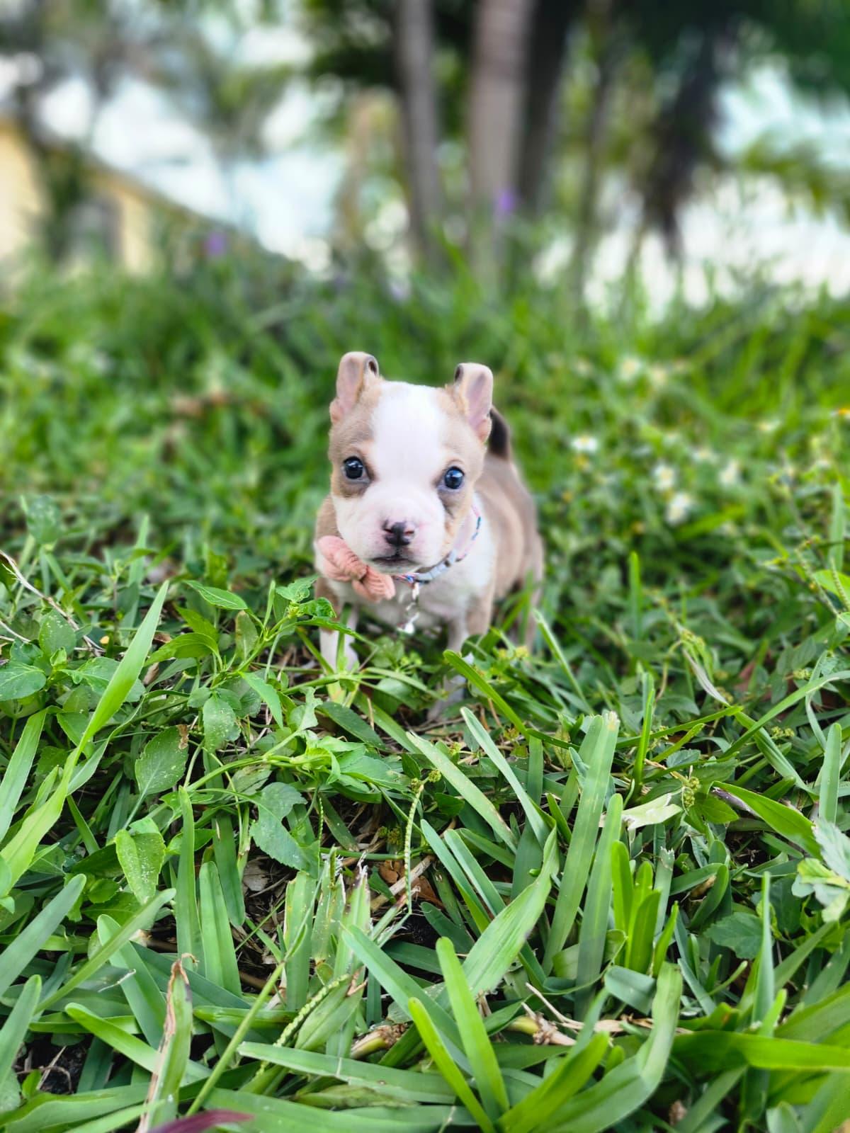 Toffee, a Adoptable American Bully in Tampa, FL image 2/4