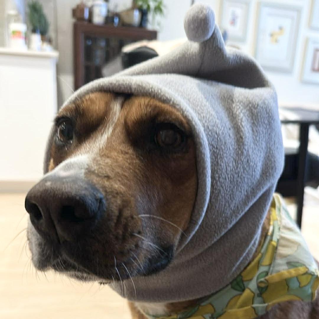 Enlarge Felice, a ADOPTABLE mixed breed in Barrie, ON image 2/6