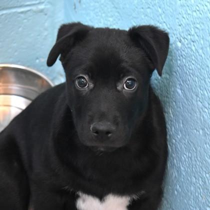 Mike, adopted, Young Male Shar-Pei.