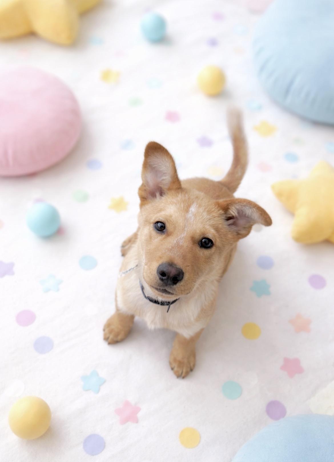 Enlarge Atlas, a Adoptable mixed breed in Parkville, MD image 4/6