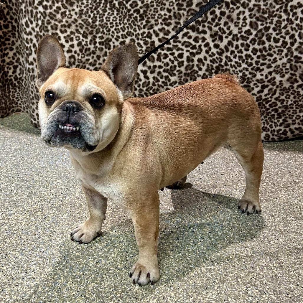Enlarge Pippa, a Adoptable French Bulldog in Eureka, CA image 1/6