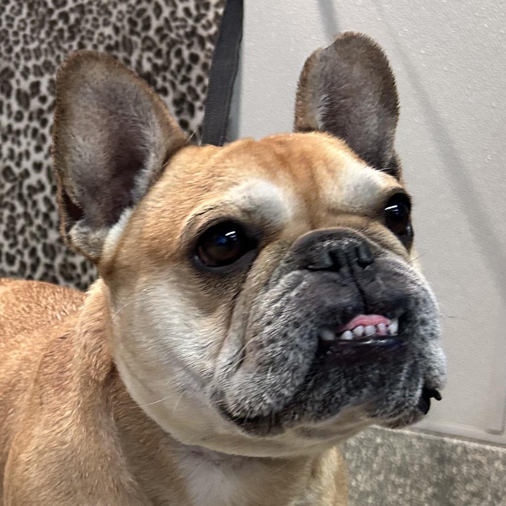 Enlarge Pippa, a Adoptable French Bulldog in Eureka, CA image 2/6