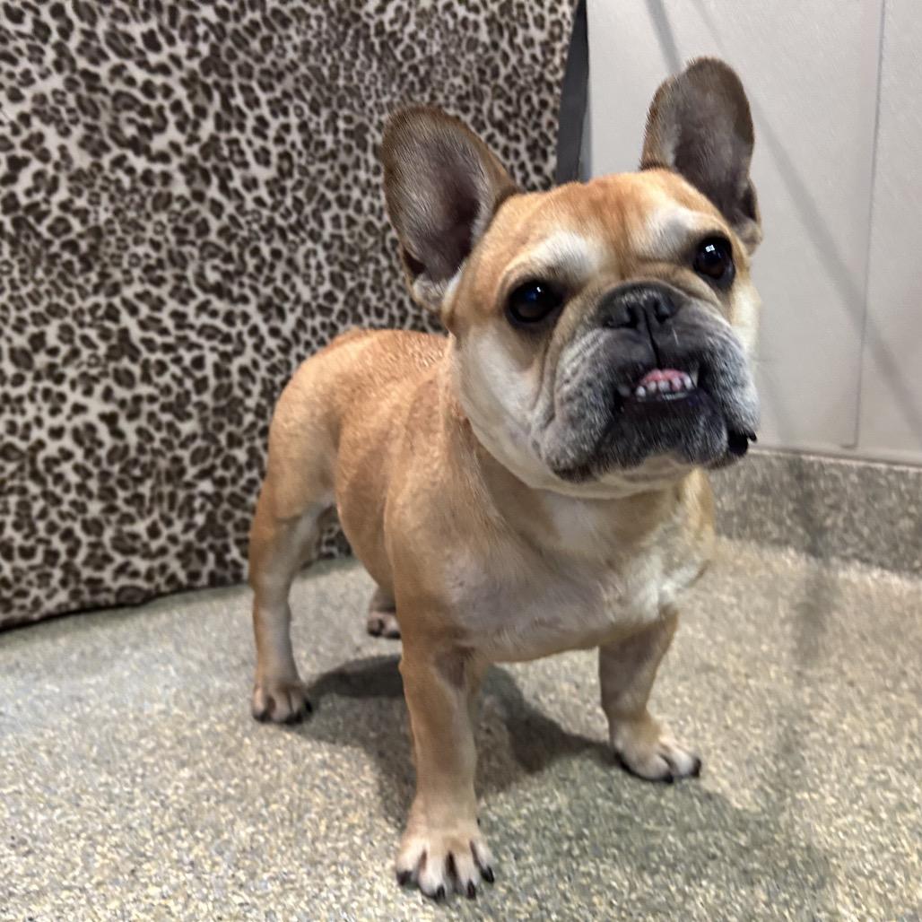 Enlarge Pippa, a Adoptable French Bulldog in Eureka, CA image 3/6