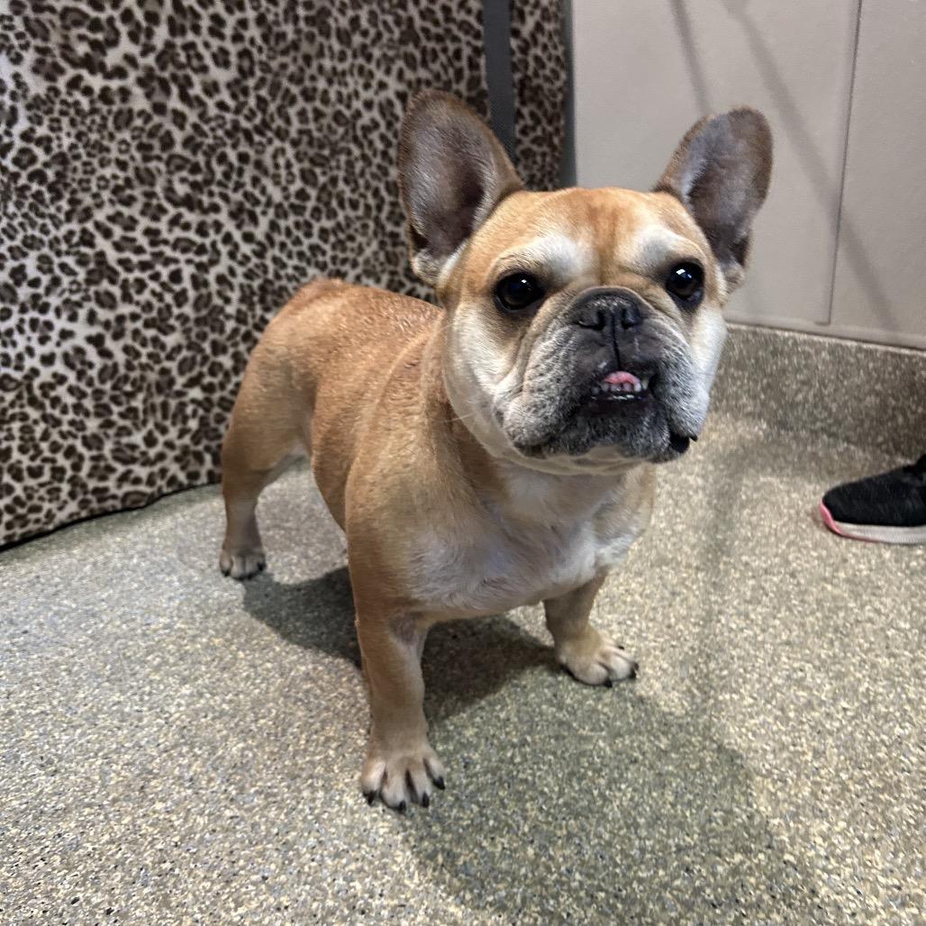 Enlarge Pippa, a Adoptable French Bulldog in Eureka, CA image 4/6