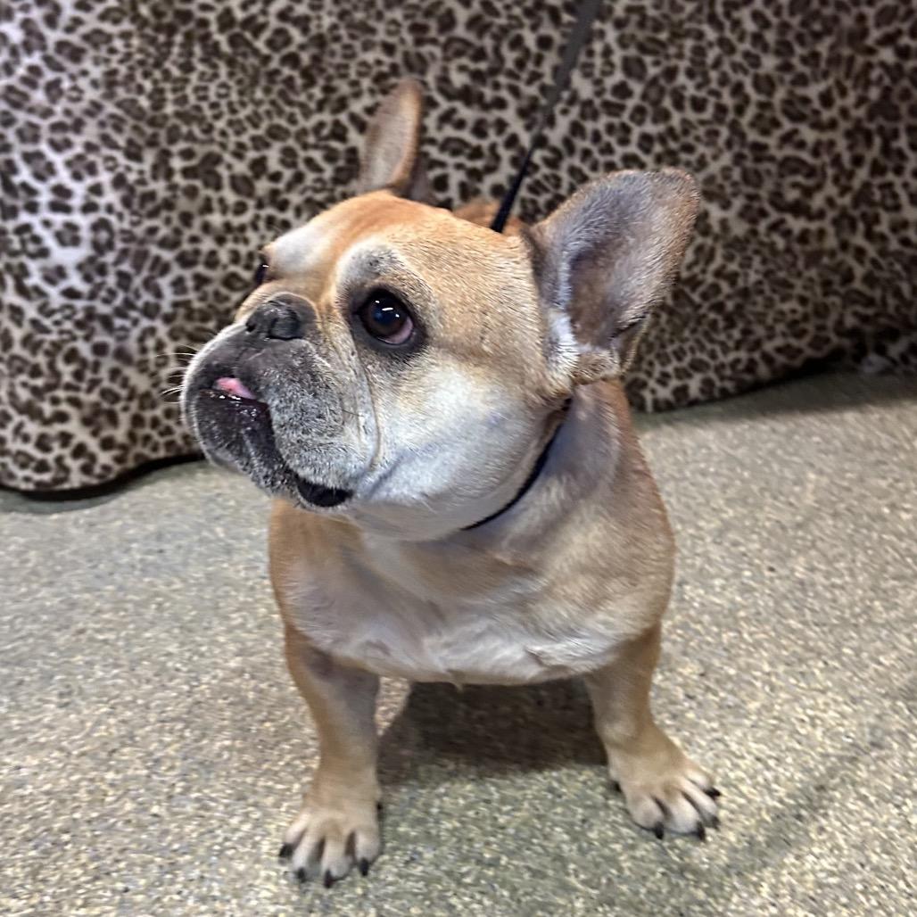 Enlarge Pippa, a Adoptable French Bulldog in Eureka, CA image 5/6