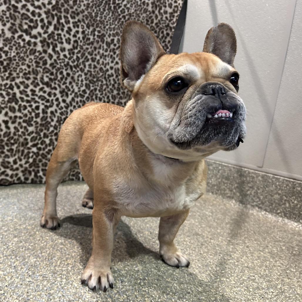Enlarge Pippa, a Adoptable French Bulldog in Eureka, CA image 6/6