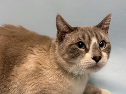 Coco, Adoptable, Adult Male Siamese & Domestic Short Hair.