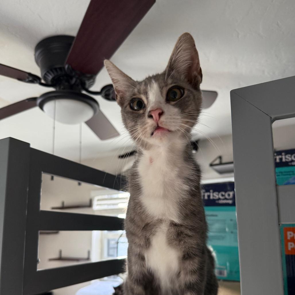 Enlarge Crouton, an adopted Domestic Short Hair in Dallas, TX image 4/4