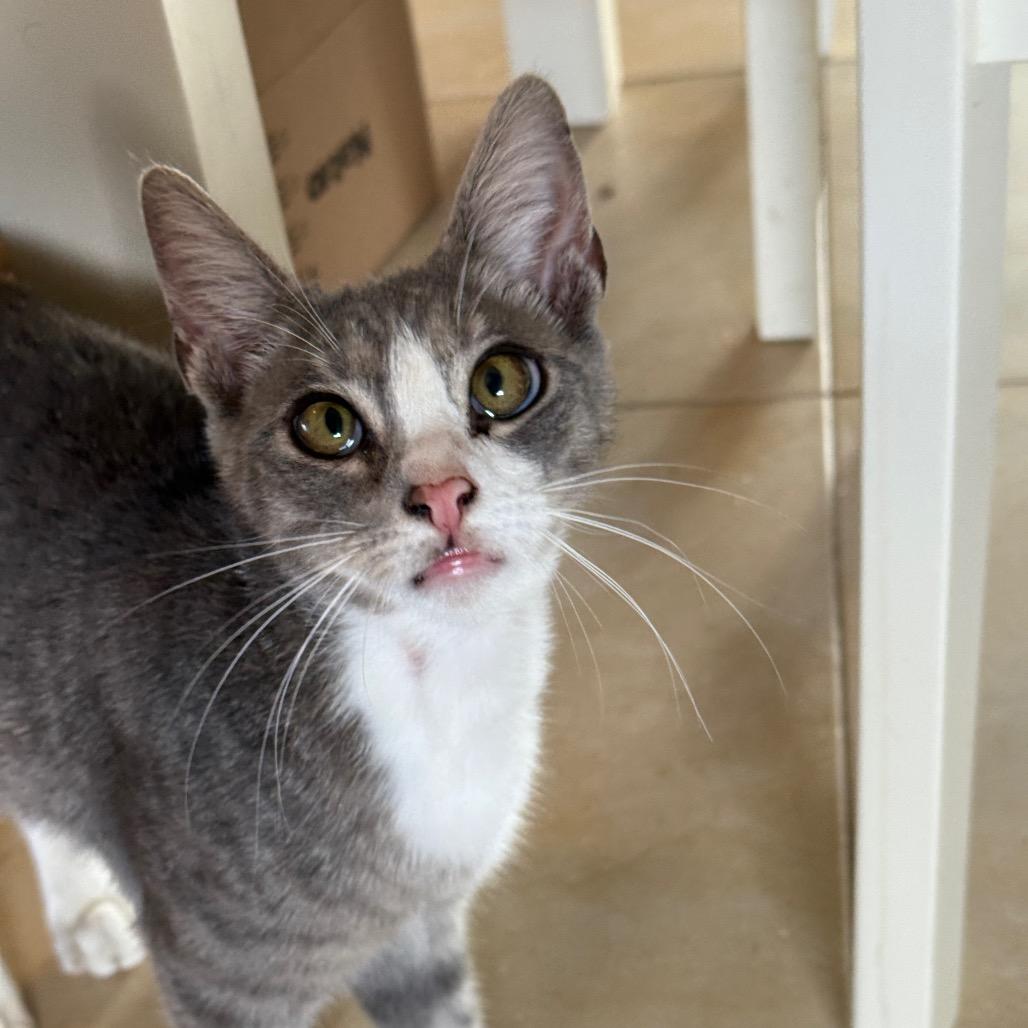 Enlarge Crouton, an adopted Domestic Short Hair in Dallas, TX image 3/4