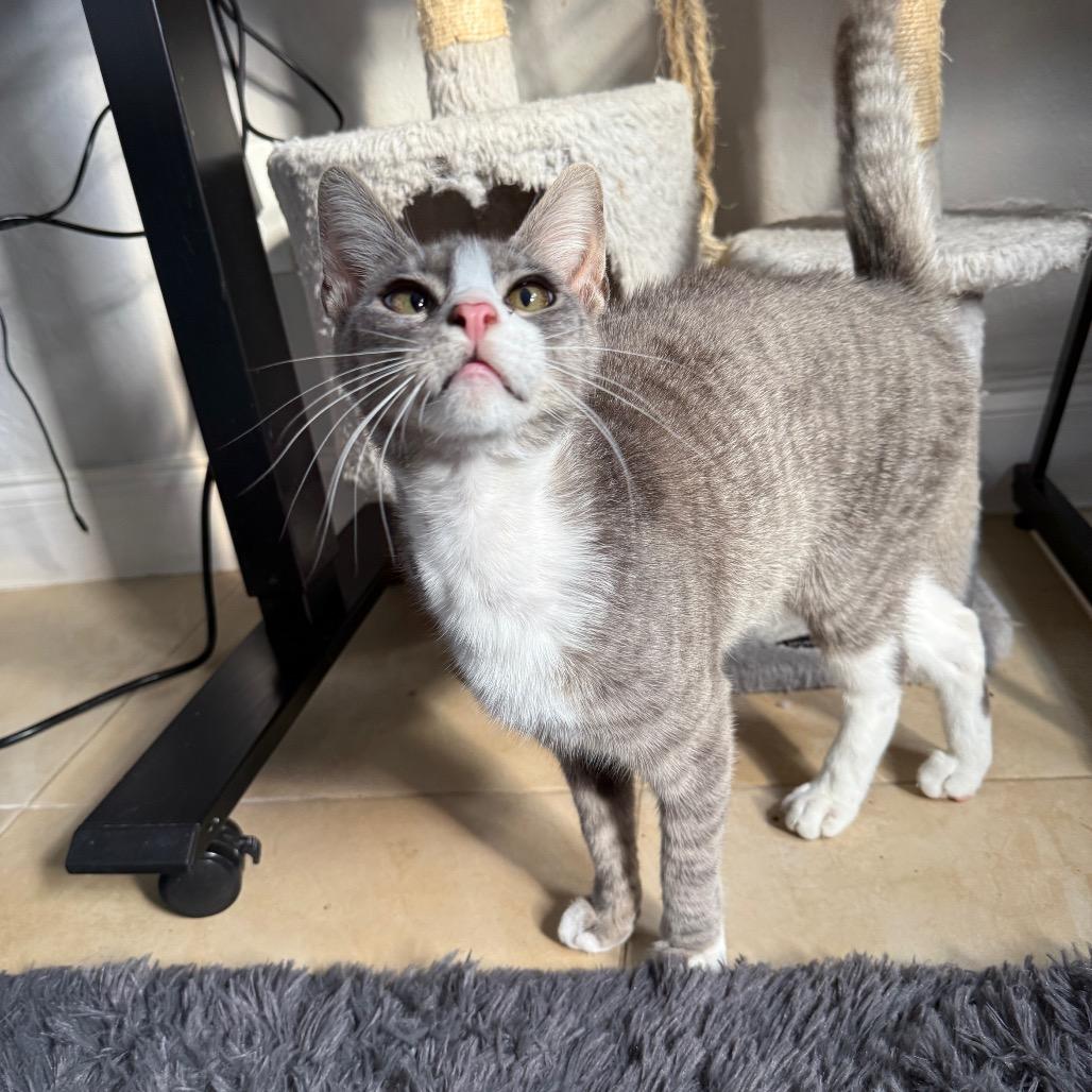 Enlarge Crouton, an adopted Domestic Short Hair in Dallas, TX image 2/4