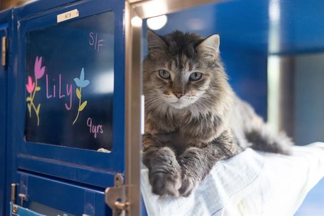 LILY, Adoptable, Adult Female Domestic Long Hair.