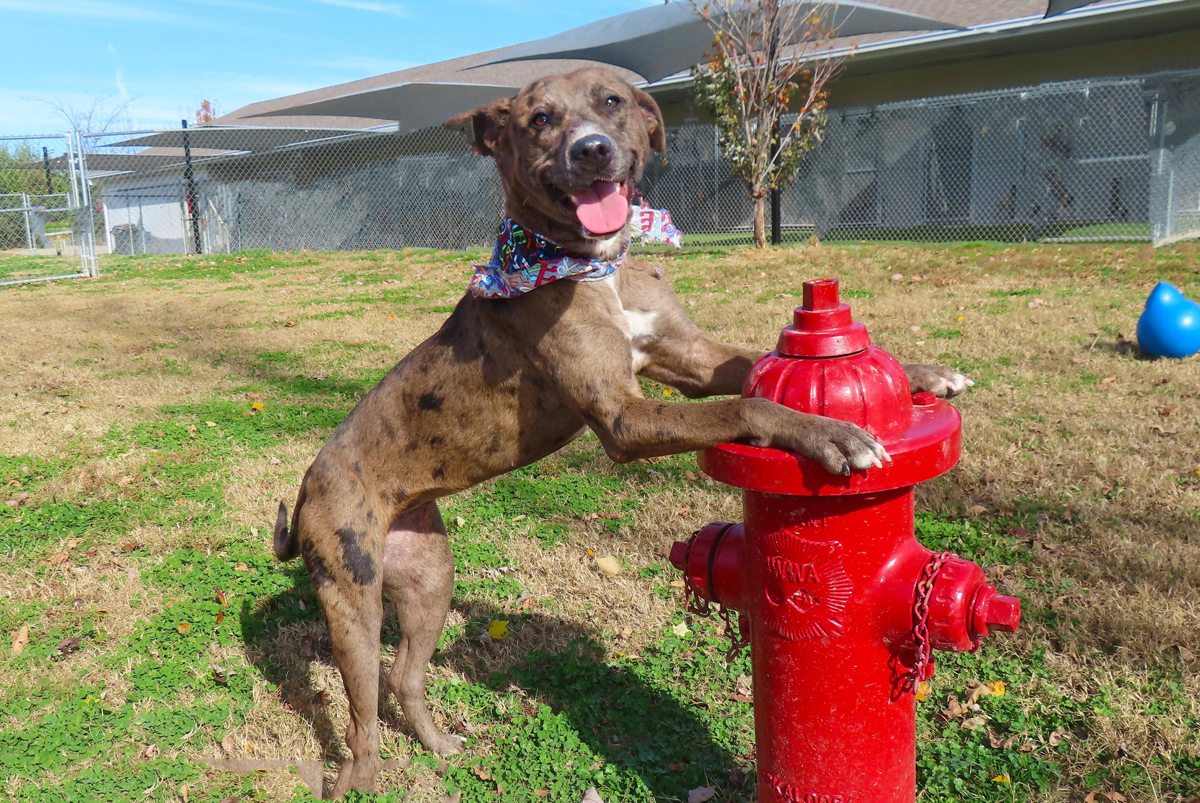 Enlarge Noelle  25C-301, a Adoptable Catahoula Leopard Dog in Rogers, AR image 1/5