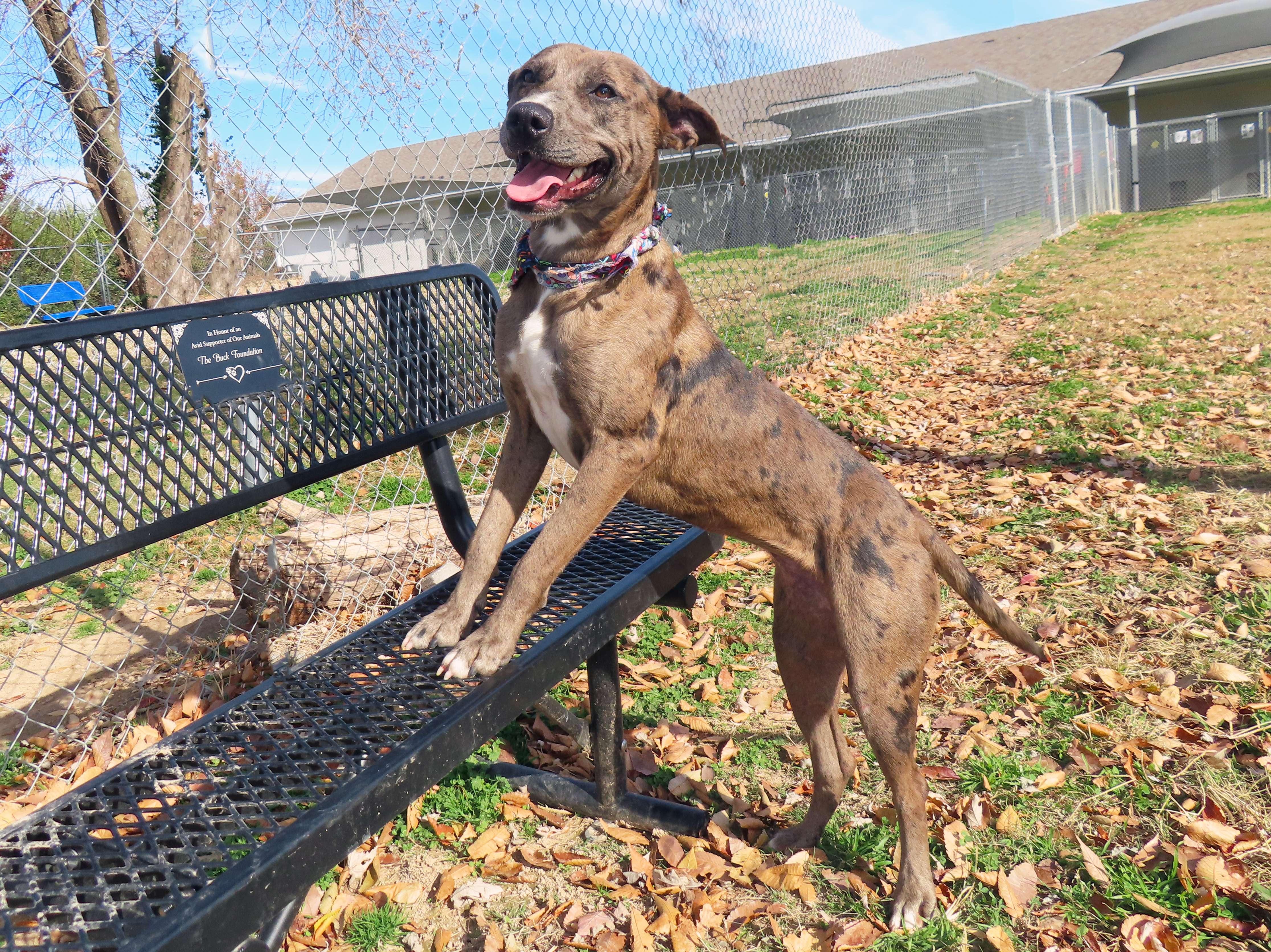 Enlarge Noelle  25C-301, a Adoptable Catahoula Leopard Dog in Rogers, AR image 2/5