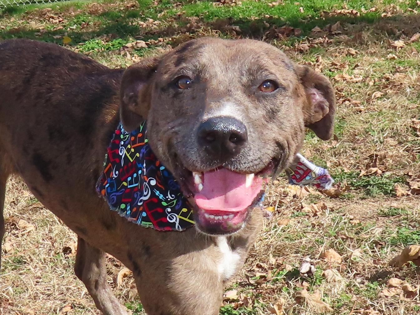 Noelle 25C-301, Adoptable, Young Female Catahoula Leopard Dog.